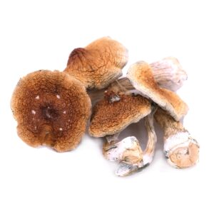 full moon party magic mushrooms