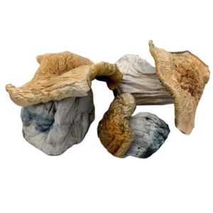 bluey vuitton mushrooms 3.5g