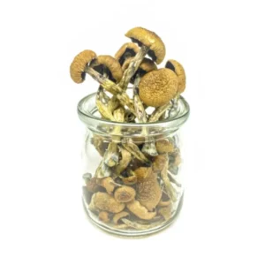 buy penis envy mushrooms online | strongest magic shrooms online 2026