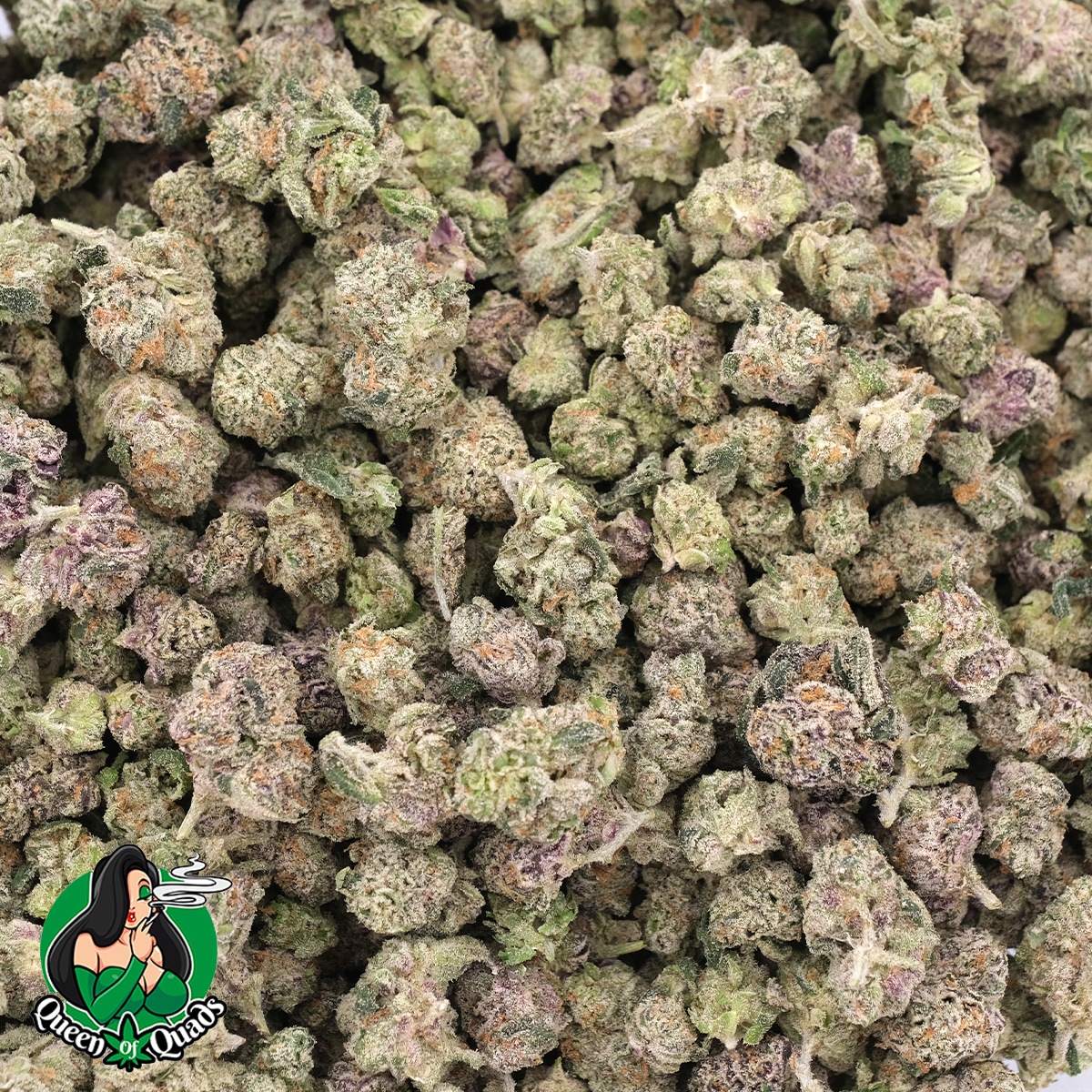 purple thai (popcorn) – aaaa – hybrid – queen of quads purple thai (popcorn) – aaaa – hybrid – queen of quads