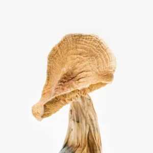 6 breakthrough reasons to buy african kobe mushrooms